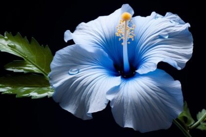 Best Blue Flowers in the Philippine